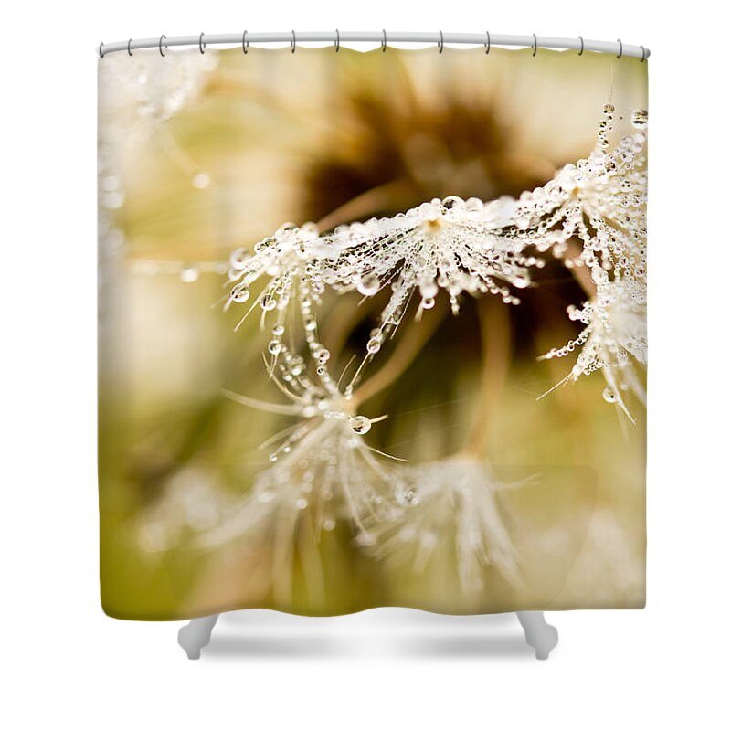 Dandelion Shower Curtain featuring the photograph Dreamy Dandelion by Shane Holsclaw