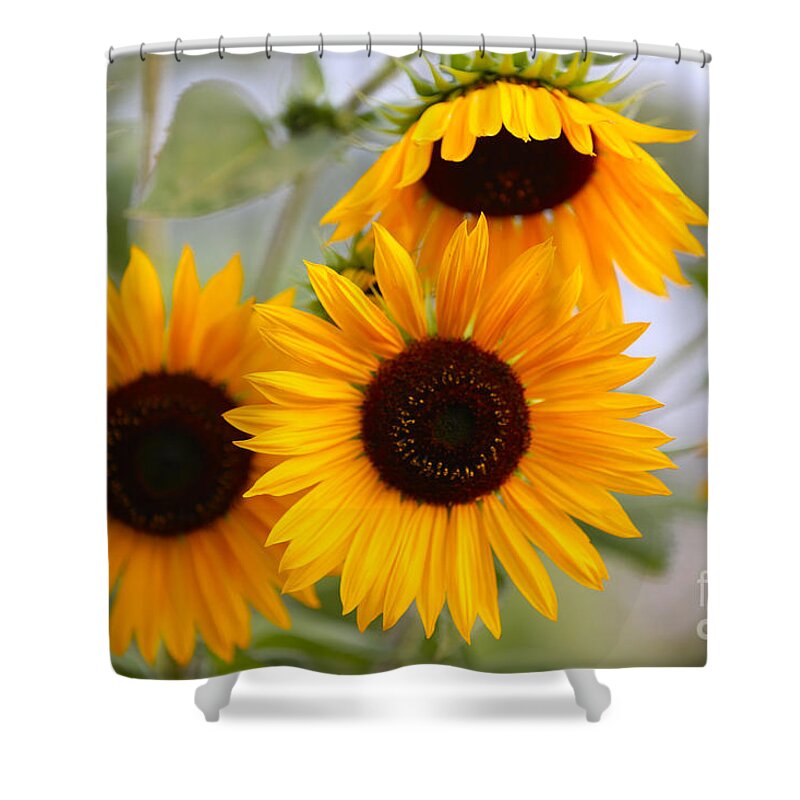 Sunflower Shower Curtain featuring the photograph Dreamy Sunflower Day by Carol Groenen
