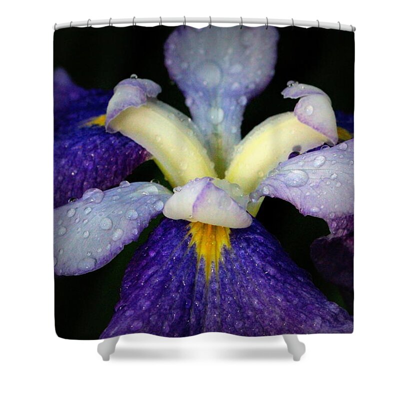 Petal Shower Curtain featuring the photograph Drenched by Deborah Crew-Johnson