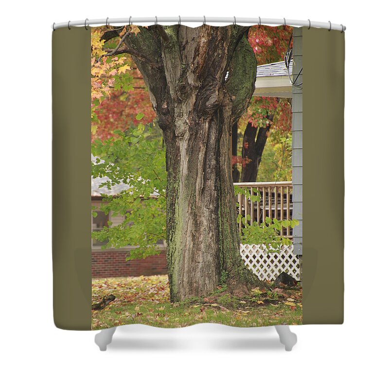 Fall Shower Curtain featuring the photograph Old Maple Tree Dressed for Fall by Valerie Collins