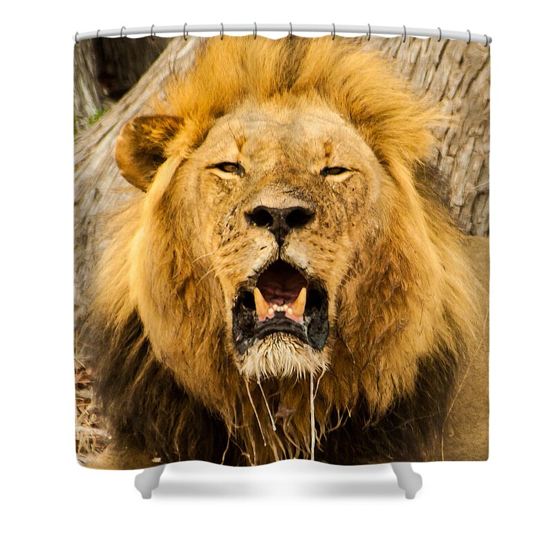 Africa Shower Curtain featuring the photograph Dribble king by Alistair Lyne