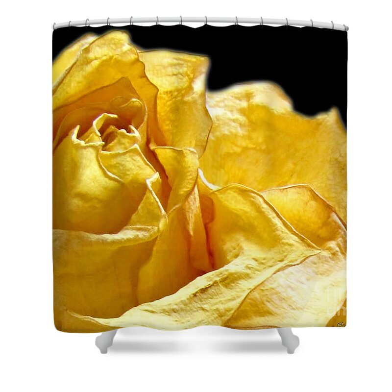 Nature Shower Curtain featuring the photograph Dried Yellow rose II by Debbie Portwood