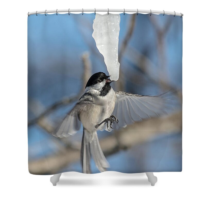 Blue Sky Shower Curtain featuring the photograph Drinking in Flight by Cheryl Baxter