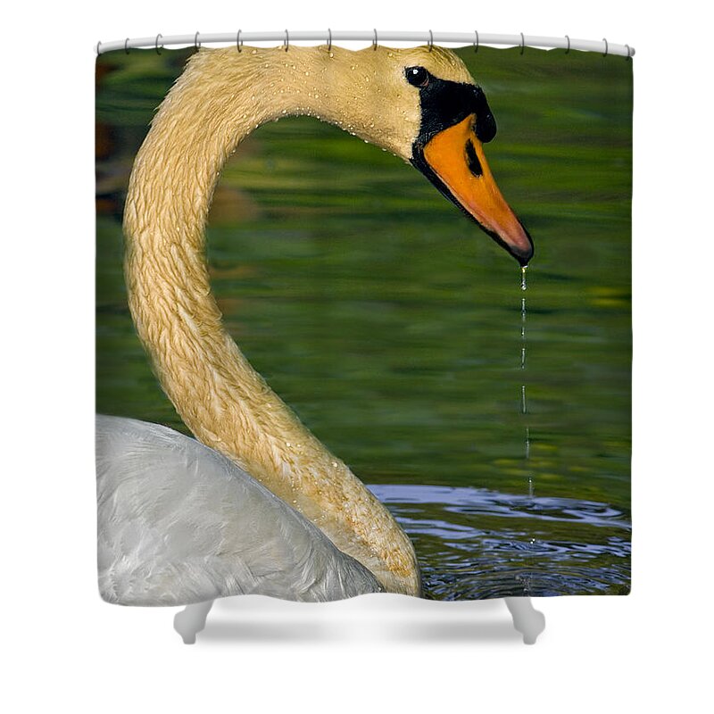 Animals Shower Curtain featuring the photograph Drip Drip Drip by Susan Candelario