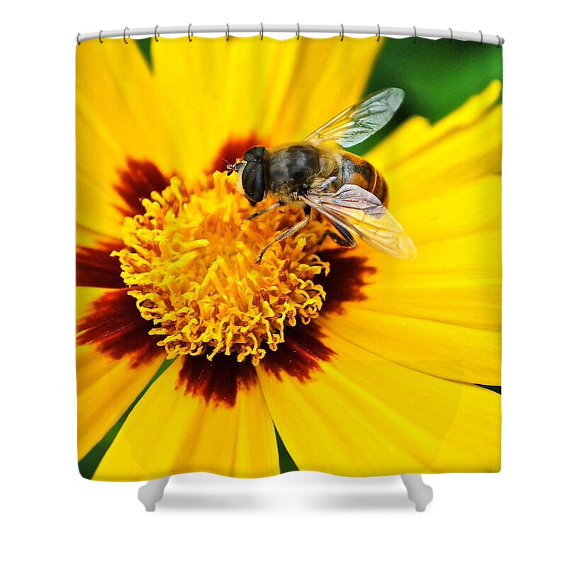 Queen Shower Curtain featuring the photograph Drone Bee by Frozen in Time Fine Art Photography
