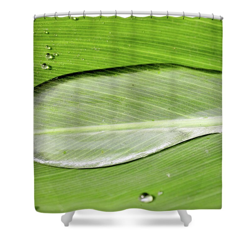 Netherlands Shower Curtain featuring the photograph Drop On Repellent Leaf by Marcel Ter Bekke