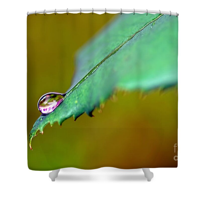 Photography Shower Curtain featuring the photograph Droplet on Rose Leaf by Kaye Menner