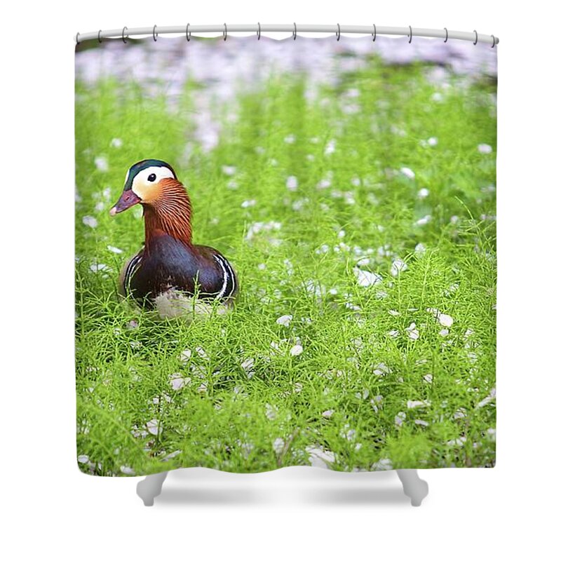 Grass Shower Curtain featuring the photograph Duck Among Blossoms by Jasohill Photography