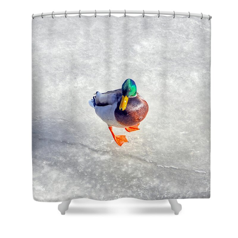 River Shower Curtain featuring the photograph Duck on ice by PatriZio M Busnel