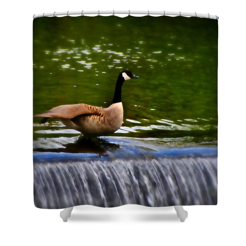 Bakewell Shower Curtain featuring the photograph Duck on the River Wye Waterfall - In Bakewell Peak District - England by Doc Braham