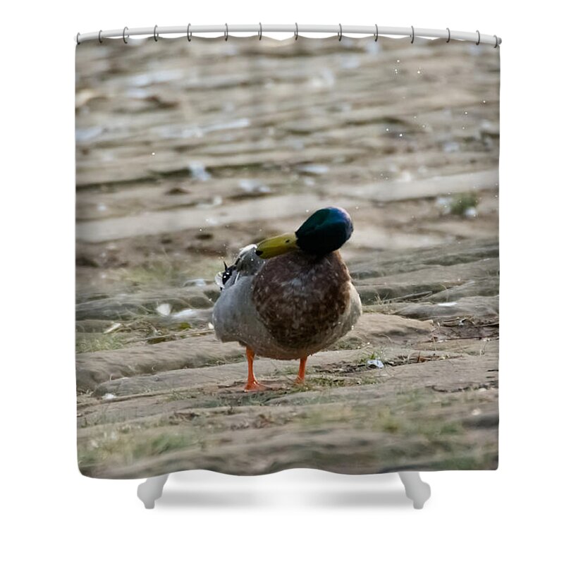 Duck Shower Curtain featuring the photograph Duck Shakes It Off by Holden The Moment