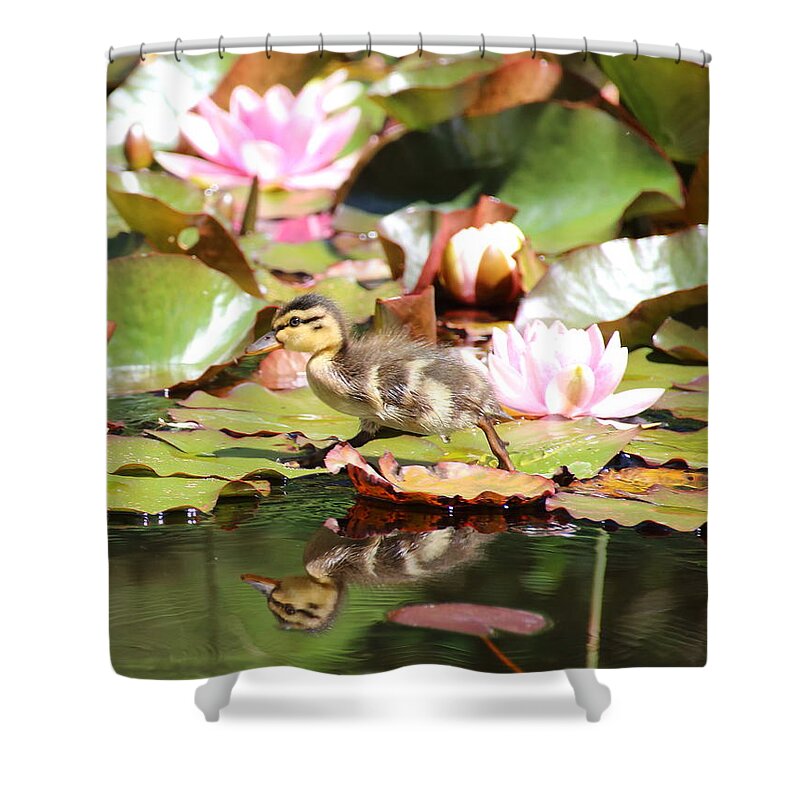 Ducklings Shower Curtain featuring the photograph Duckling running over the Water Lilies 2 by Amanda Mohler