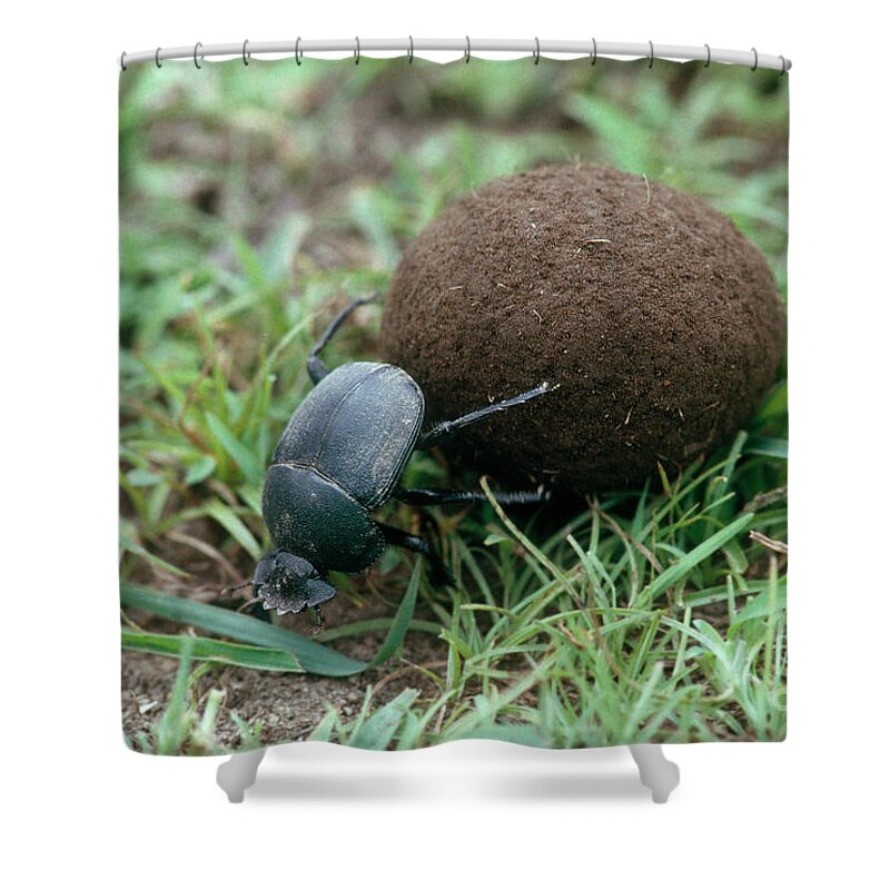 Dung Beetle Shower Curtain featuring the photograph Dung Beetle by Gregory G. Dimijian, M.D.