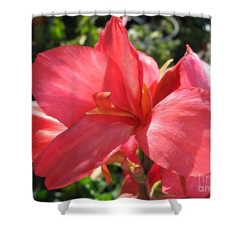 Canna Shower Curtain featuring the photograph Dwarf Canna Lily named Shining Pink by J McCombie