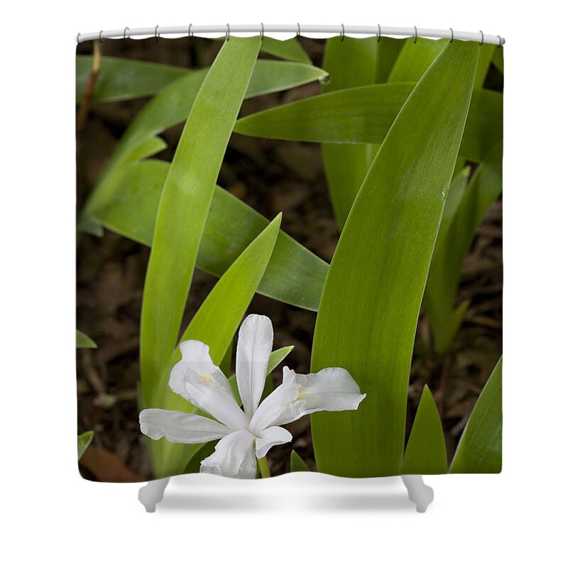 Blooming Shower Curtain featuring the photograph Dwarf Crested Iris by Hal Horwitz