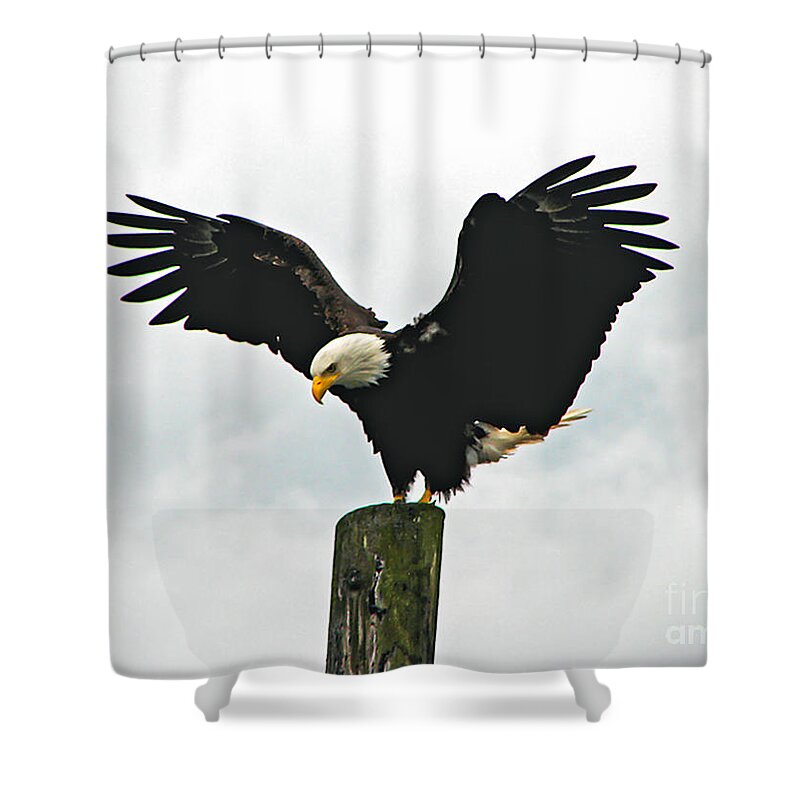 Haliaeetus Leucocephalus Shower Curtain featuring the photograph Eagle Landing by Robert Bales