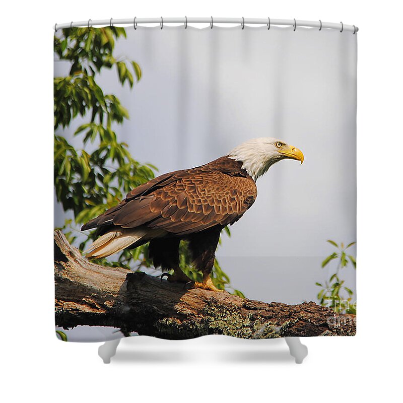 Bald Eagle Shower Curtain featuring the photograph Eagle Portrait II by Jai Johnson