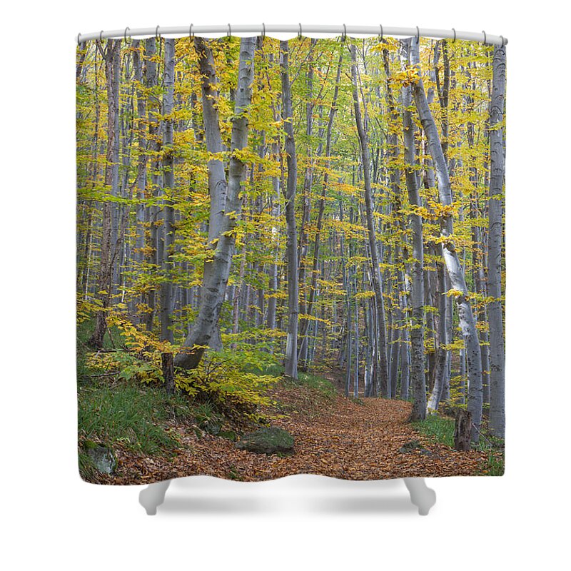  Shower Curtain featuring the photograph Early Autumn Vitosha Mountain Forest Bulgaria by Jivko Nakev