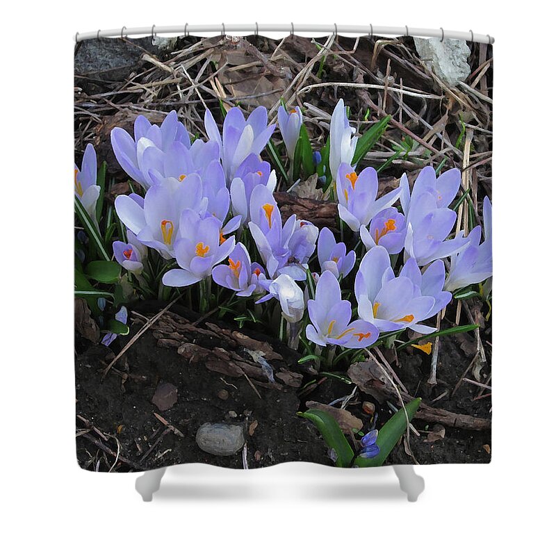 Crocus Shower Curtain featuring the photograph Early Crocuses by Donald S Hall