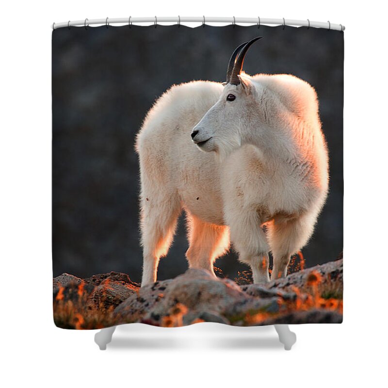 Mountain Goat Photograph Shower Curtain featuring the photograph East of Evening by Jim Garrison