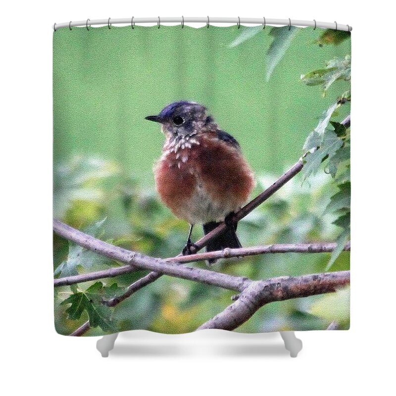 Eastern Bluebird Shower Curtain featuring the painting Eastern Bluebird by J McCombie