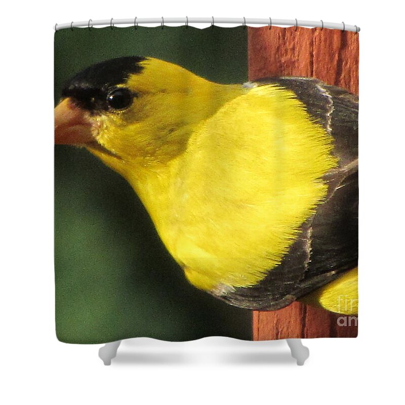 Goldfinch Shower Curtain featuring the photograph Eastern Goldfinch by Susan Carella