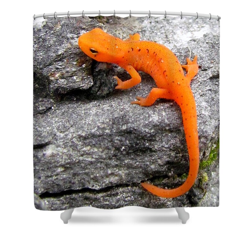 Lizard Shower Curtain featuring the photograph Morphing In Massachusetts by Lori Lafargue