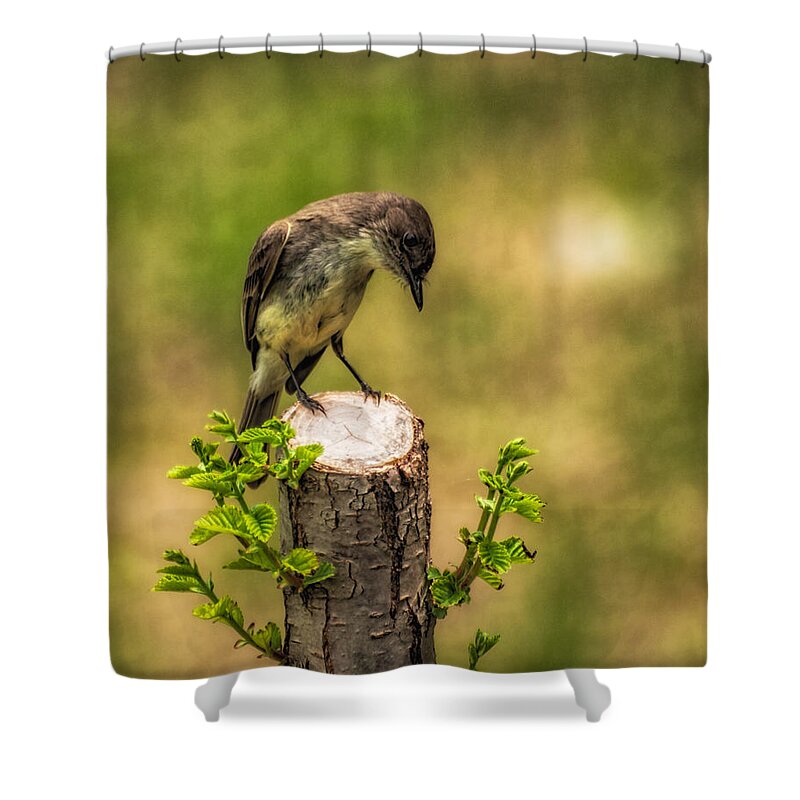 Eastern Phoebe Shower Curtain featuring the photograph Eastern Phoebe by Bob Orsillo