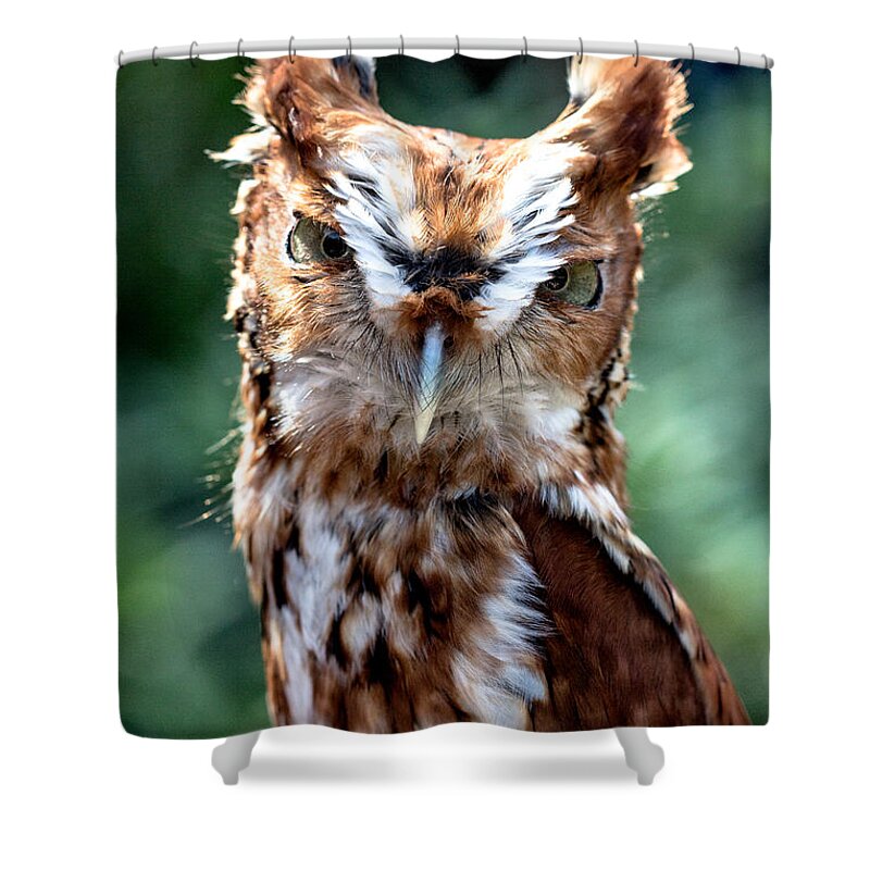 Color Shower Curtain featuring the photograph Eastern Screech-Owl by Bernd Laeschke