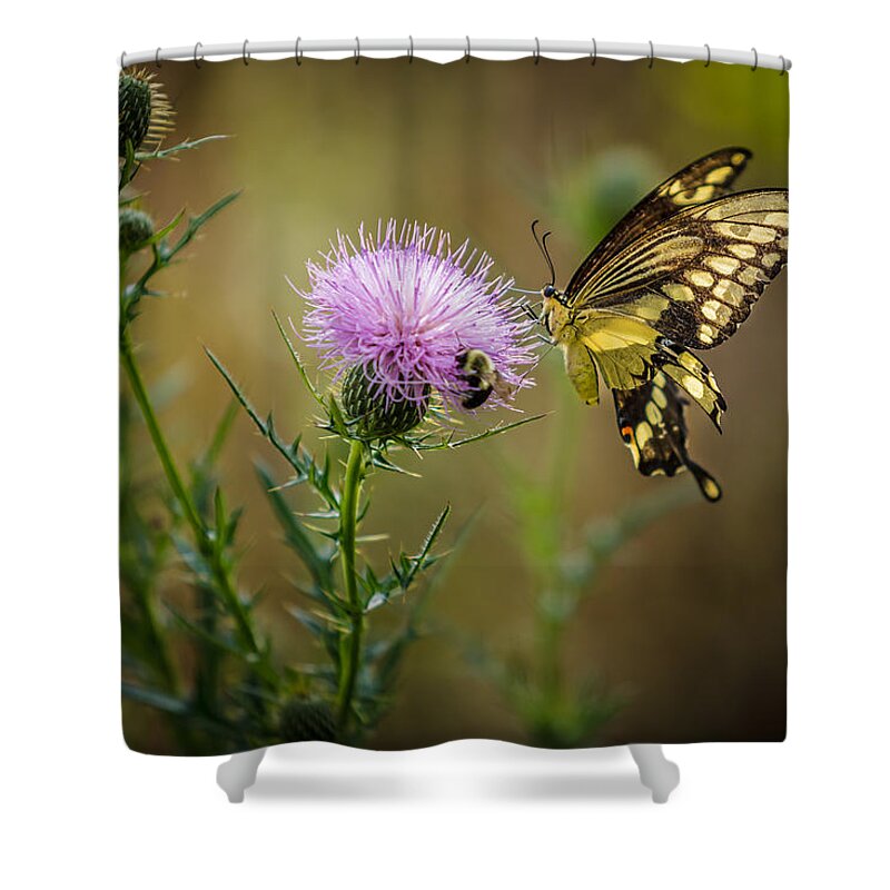 Butterfly Shower Curtain featuring the photograph Eastern Swallowtail Butterfly by Keith Allen