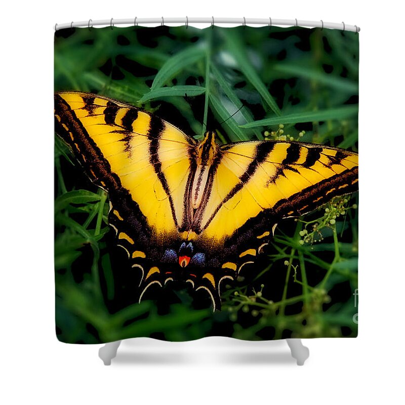 Eastern Tiger Swallowtail Butterfly Prints Shower Curtain featuring the photograph Eastern Tiger Swallowtail Butterfly by Jerry Cowart