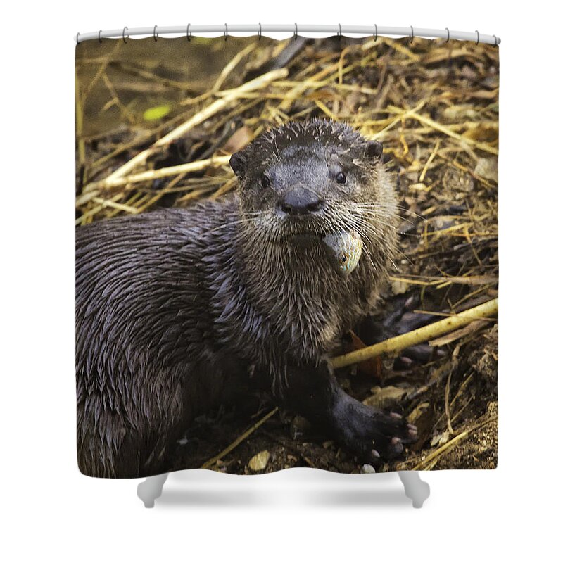 River Otter Shower Curtain featuring the photograph Eatin' My Fish by Michael Dougherty