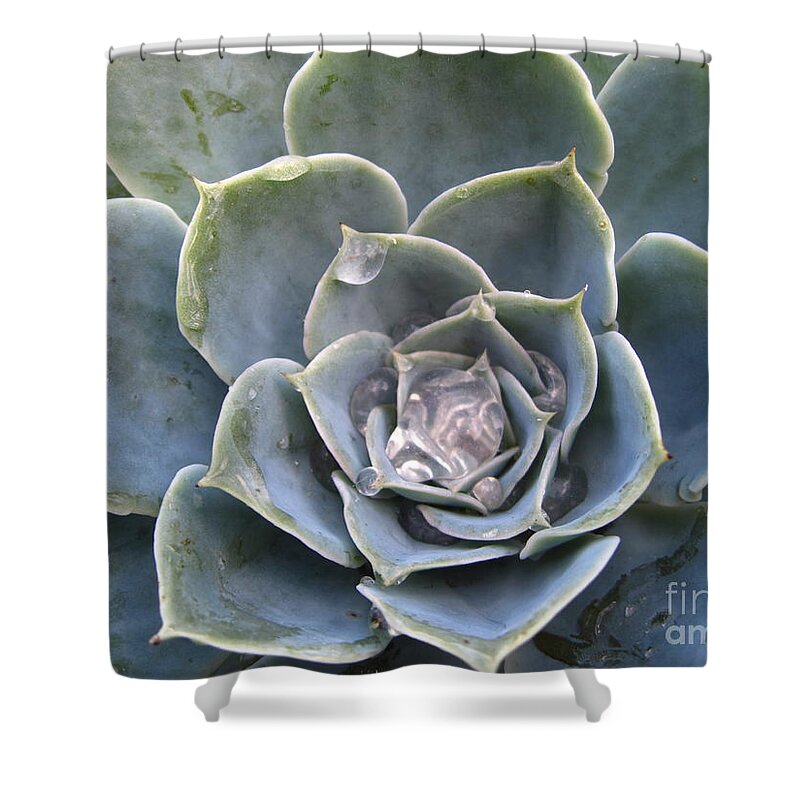 Abstract Shower Curtain featuring the photograph Echeveria with water drops by Amanda Mohler