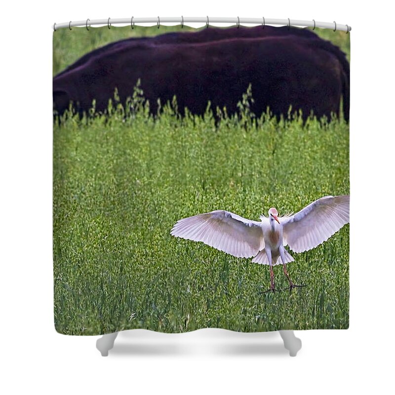 Cattle Egret Shower Curtain featuring the photograph Egret Egress by Gary Holmes