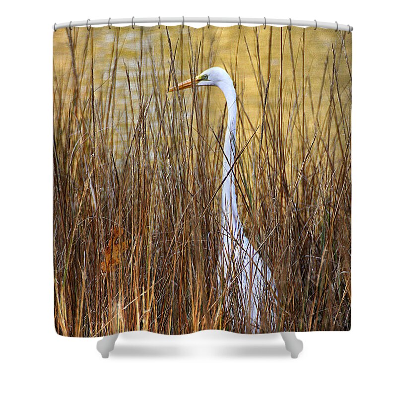 Wildlife Shower Curtain featuring the photograph Egret in the Grass by William Selander