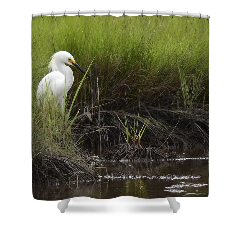 Egret Shower Curtain featuring the photograph Egret by Terry DeLuco