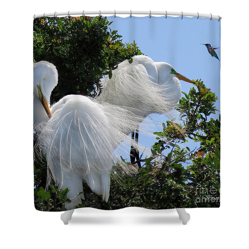 Egret Shower Curtain featuring the photograph Egrets and the Hummingbird by Jennie Breeze