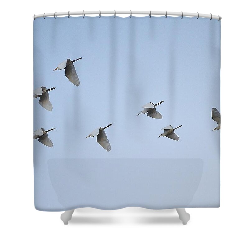 Egret Shower Curtain featuring the photograph Egrets in Formation by Kim Bemis
