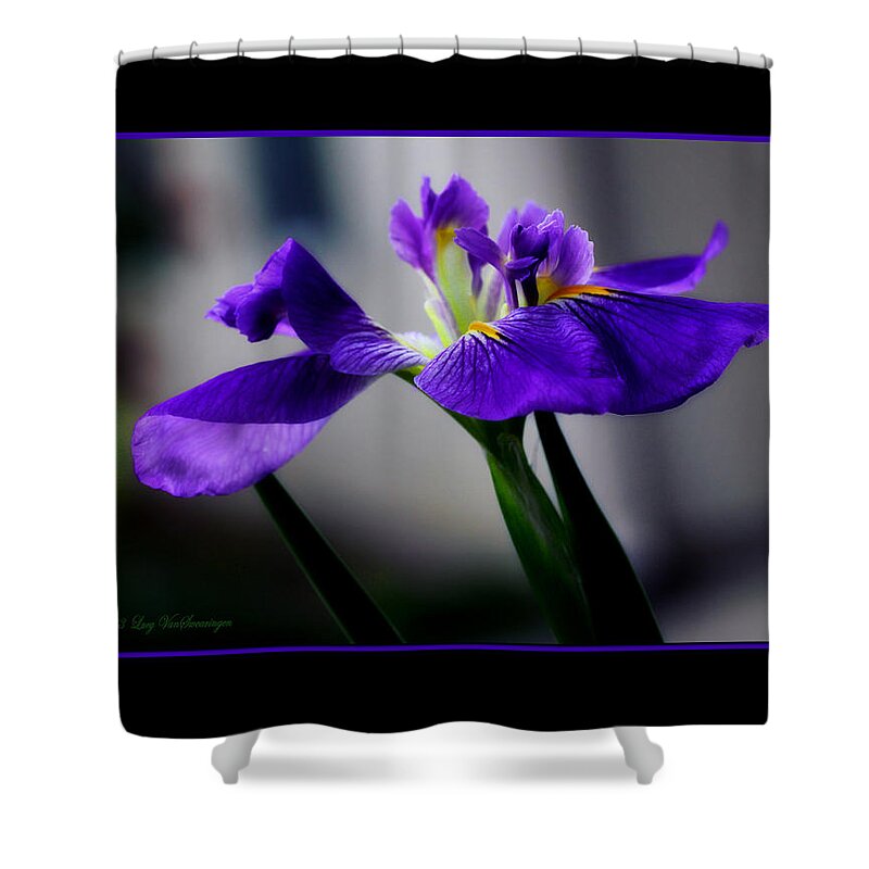 Iris Shower Curtain featuring the photograph Elegant Iris with Black Border by Lucy VanSwearingen