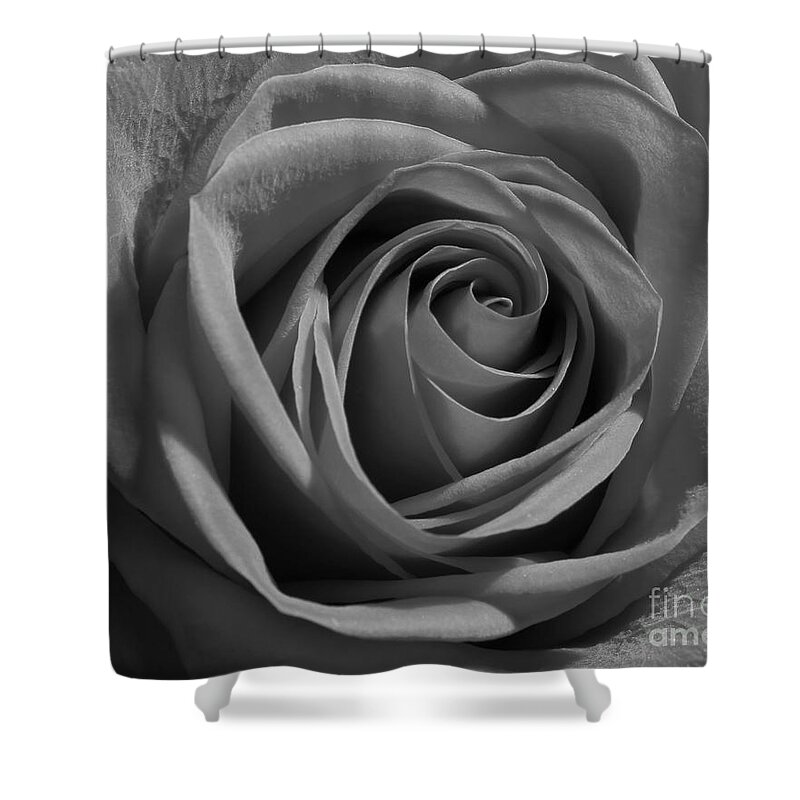 Rose Shower Curtain featuring the photograph Elegant Rose II by Anita Oakley
