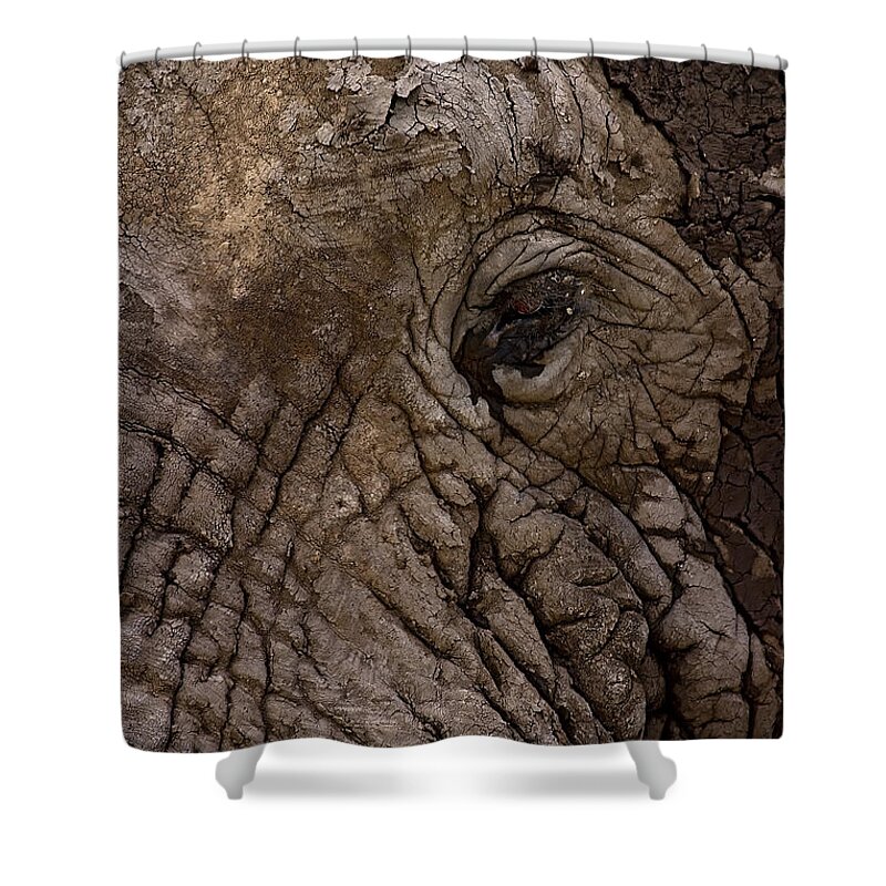 Elephantidae Loxodonta Africana Shower Curtain featuring the photograph Elephant  #9210 by J L Woody Wooden