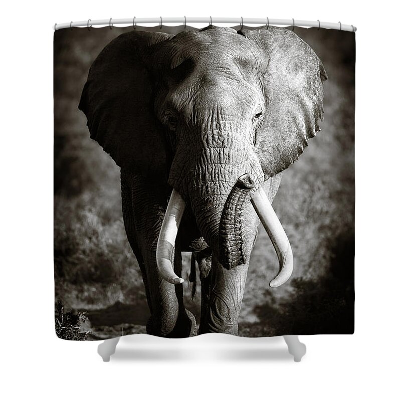 Elephant Shower Curtain featuring the photograph Elephant Bull by Johan Swanepoel