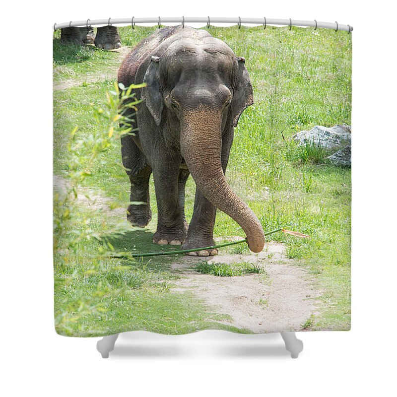 Animals Shower Curtain featuring the digital art Elephant by Carol Ailles
