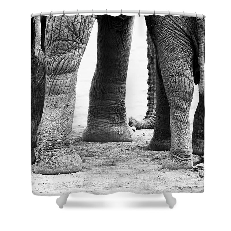 Elephants Shower Curtain featuring the photograph Elephant Feet by Amanda Stadther