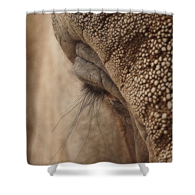 Animals Shower Curtain featuring the photograph Elephant Lashes by Ernest Echols