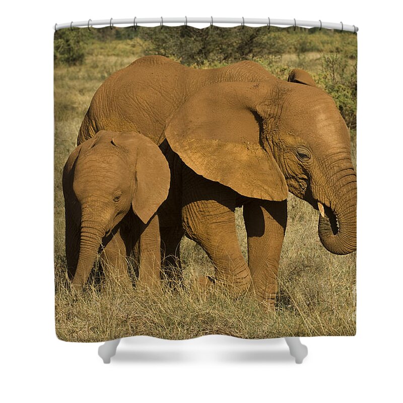 Africa Shower Curtain featuring the photograph Elephants Covered In Red Dust by John Shaw