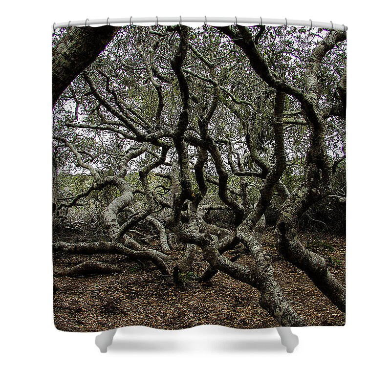 Forest Shower Curtain featuring the photograph Elfin Forest by Carl Moore