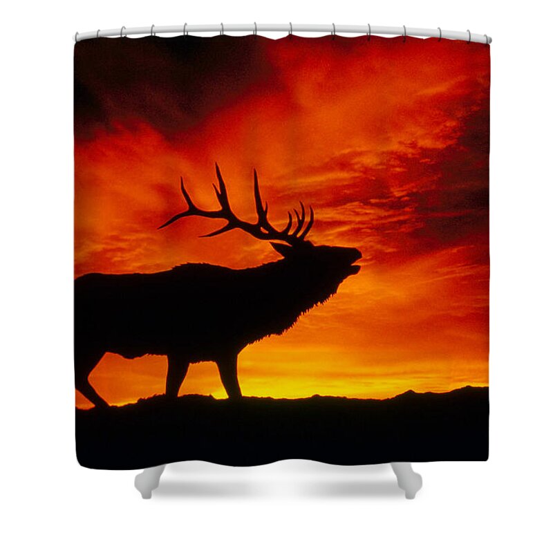 Animal Shower Curtain featuring the photograph Elk Bugling At Sunset by Kenneth W Fink