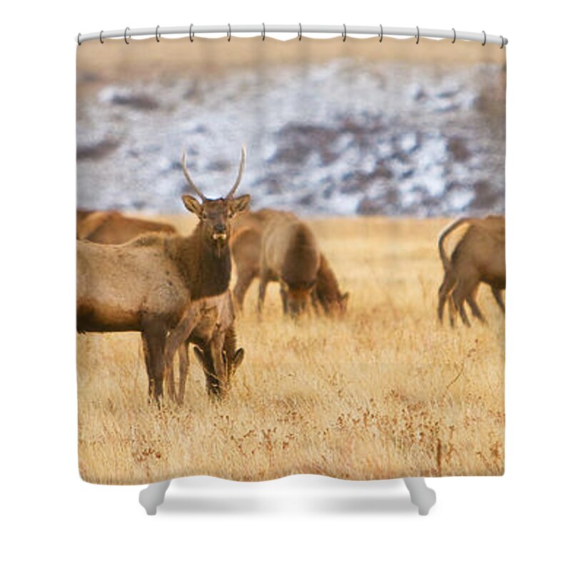 Elk Shower Curtain featuring the photograph Elk Herd Colorado Foothills Plains Panorama by James BO Insogna