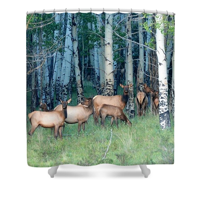 Colorado Shower Curtain featuring the photograph Elk in Aspen by Marilyn Burton